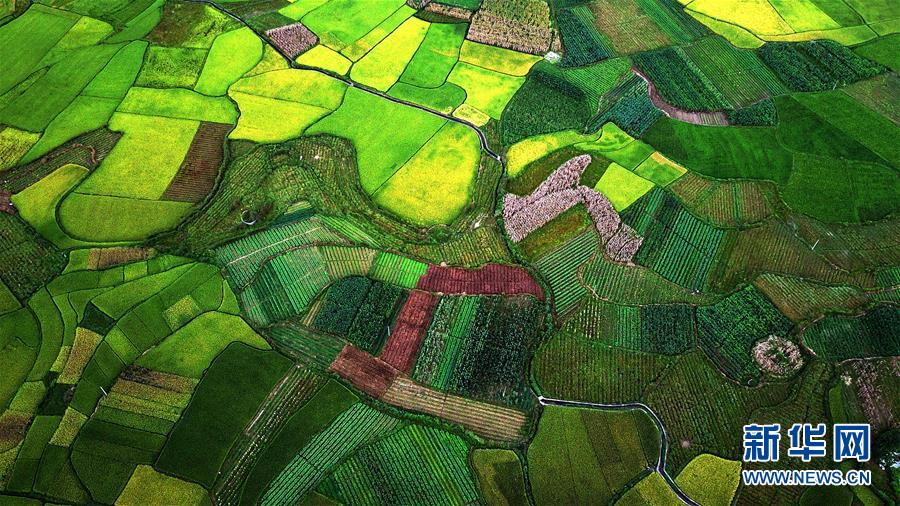 桂西山村秋色美