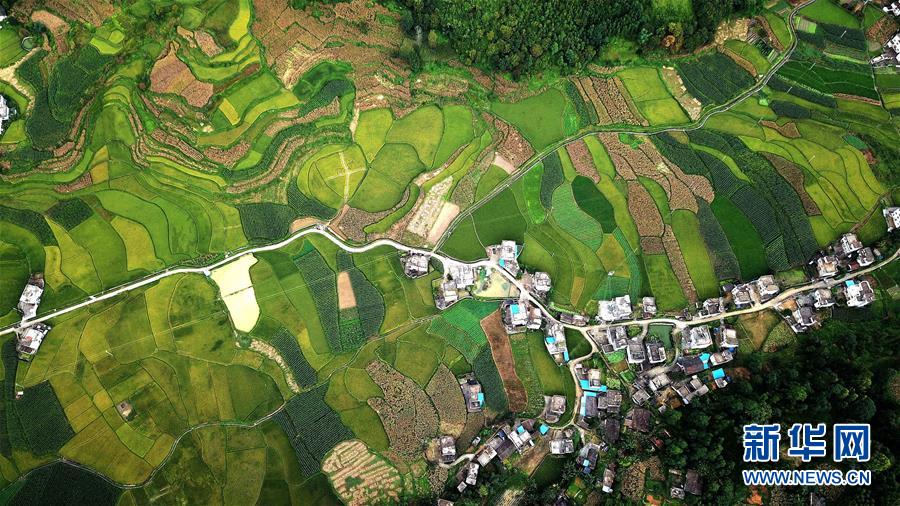 桂西山村秋色美