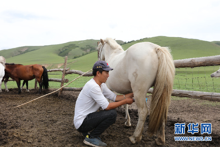 阿鲁科尔沁草原：游牧核心区的保护与传承