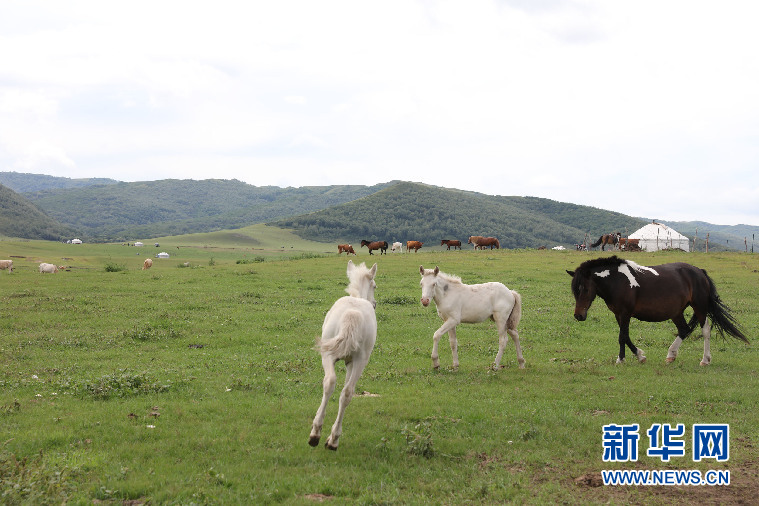 阿鲁科尔沁草原：游牧核心区的保护与传承