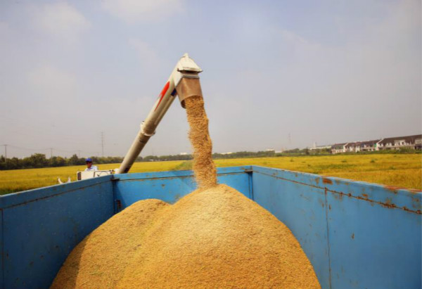 松江大米開鐮收割啦 嚴格“品控”助農民增收