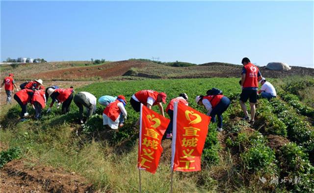 宜城義工幫貧困戶拔花生