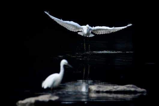 【区县新闻】浦东川沙引来大群白鹭栖息 这样的美景久违了