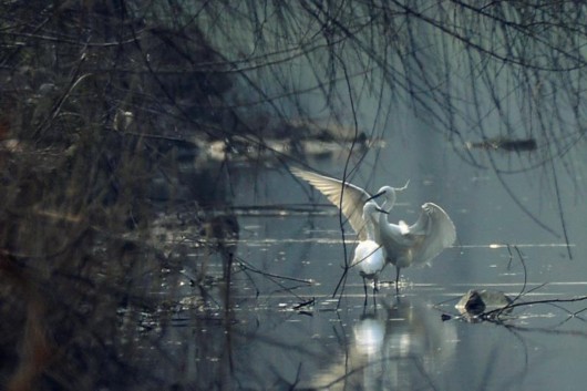【区县新闻】浦东川沙引来大群白鹭栖息 这样的美景久违了