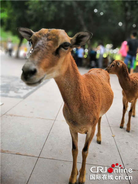 【CRI專稿 列表】全國重點網絡媒體行探訪重慶永川樂和樂都野生動物世界