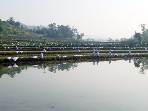 【區縣聯動】【梁平】重慶梁平區：安勝鄉四大生産基地盛行生態種植【區縣聯動】重慶梁平區：安勝鄉盛行有機肥生態種植