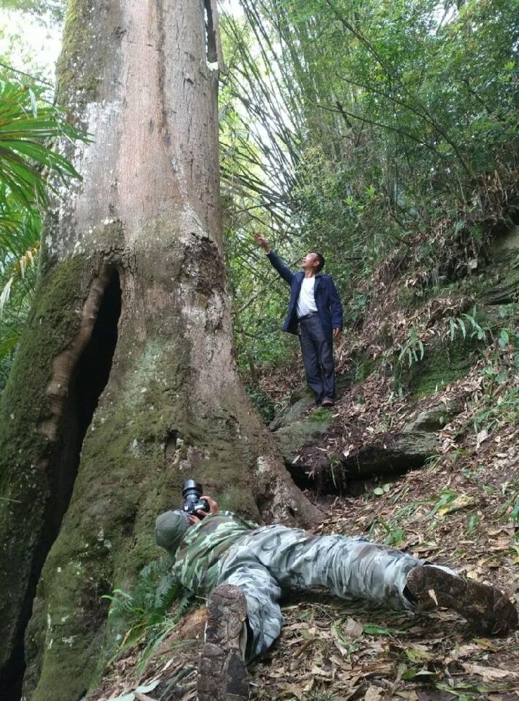 【區縣聯動】【黔江】 黔江發現千年紅豆樹王 樹洞空心可容納十人【區縣聯動】 黔江發現千年紅豆樹 樹洞可容納十人