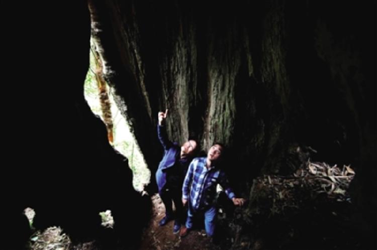 【區縣聯動】【黔江】 黔江發現千年紅豆樹王 樹洞空心可容納十人【區縣聯動】 黔江發現千年紅豆樹 樹洞可容納十人