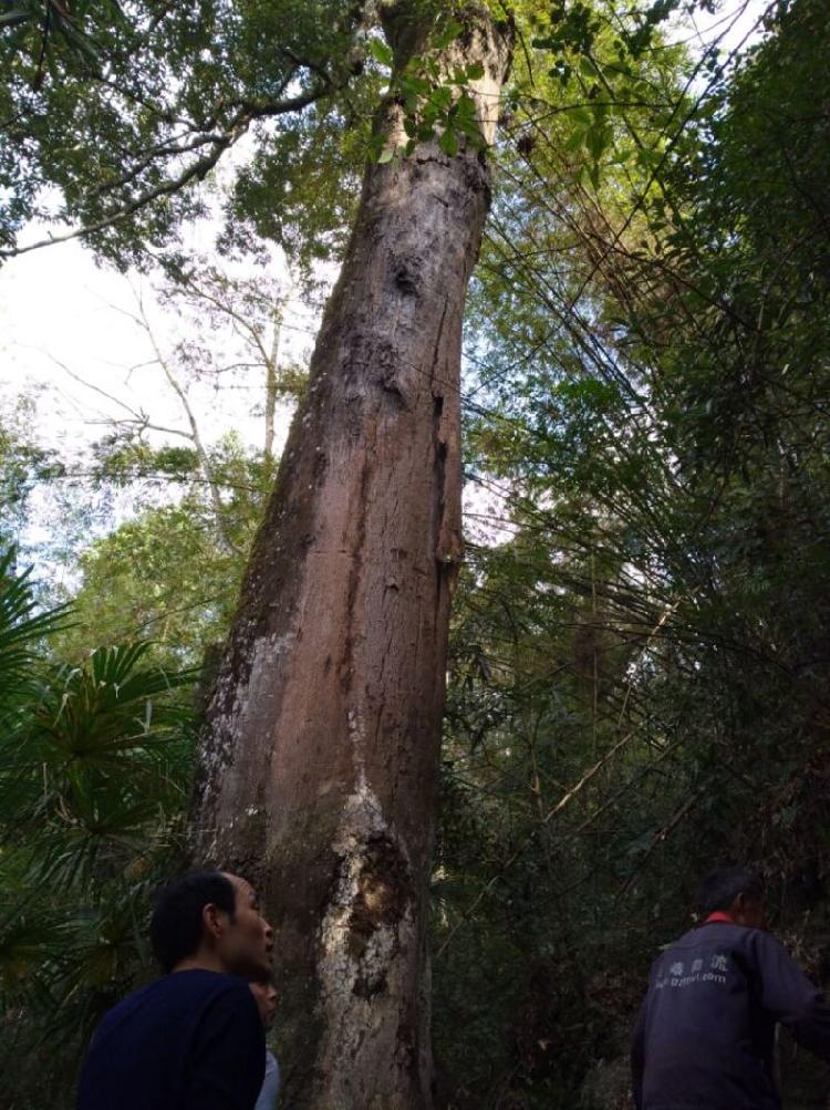 【區縣聯動】【黔江】 黔江發現千年紅豆樹王 樹洞空心可容納十人【區縣聯動】 黔江發現千年紅豆樹 樹洞可容納十人