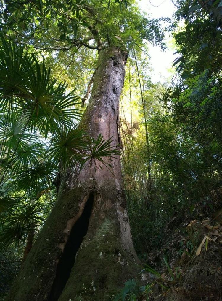 【區縣聯動】【黔江】 黔江發現千年紅豆樹王 樹洞空心可容納十人【區縣聯動】 黔江發現千年紅豆樹 樹洞可容納十人