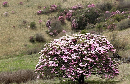 【區縣聯動】【巫溪】重慶巫溪縣：紅池壩6萬畝粉紅杜鵑震撼來襲【區縣聯動】巫溪：紅池壩6萬畝粉紅杜鵑震撼來襲