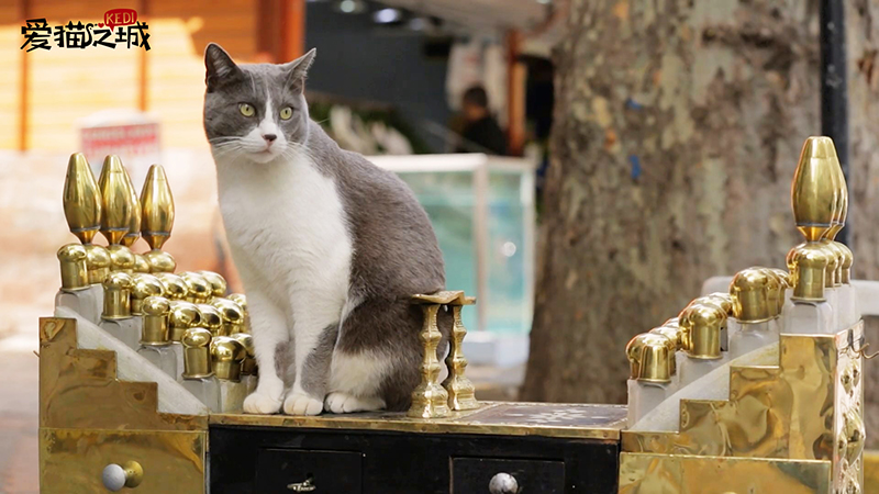 《爱猫之城》mv海报双发 9月22日开启治愈之旅