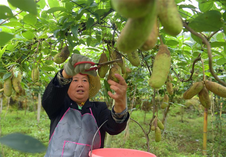 鄂西山區八月瓜 網絡科技助推野果富農