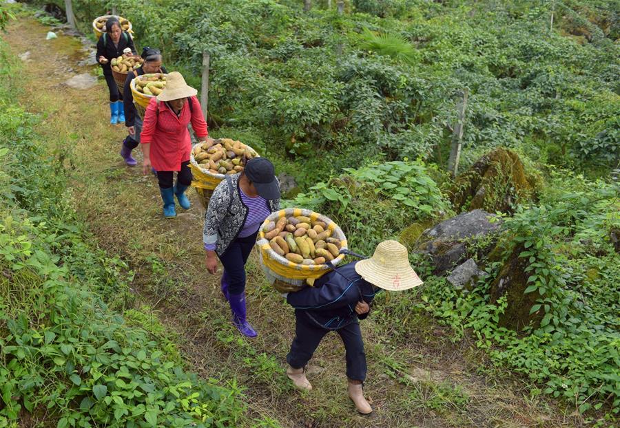 鄂西山區八月瓜 網絡科技助推野果富農