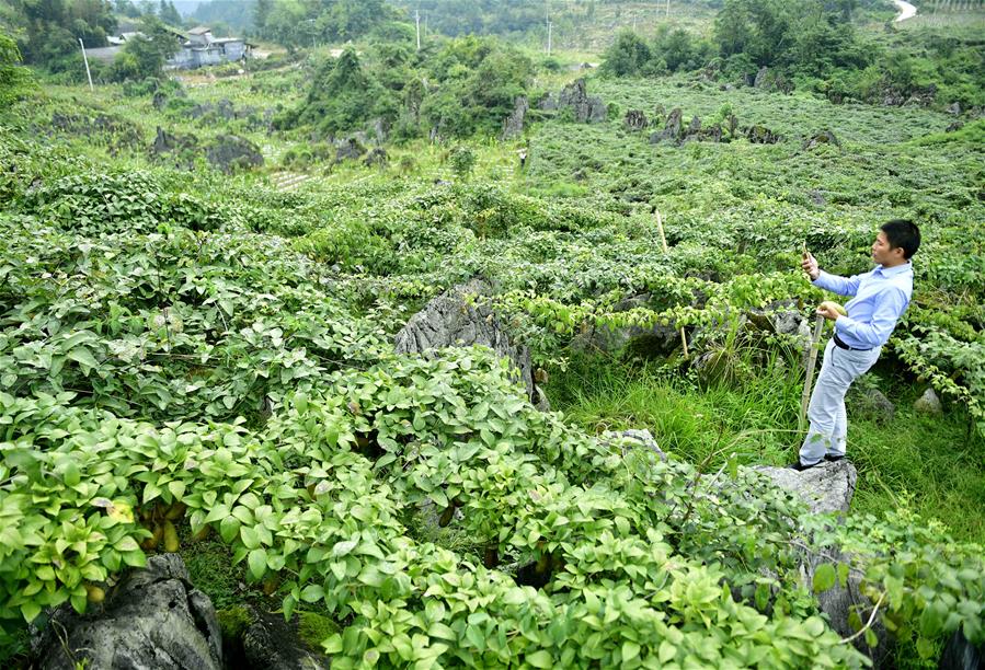 鄂西山區八月瓜 網絡科技助推野果富農