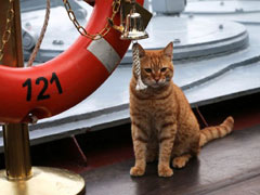 俄罗斯“水手猫”随军舰赴叙利亚 靠卖萌抚慰军心