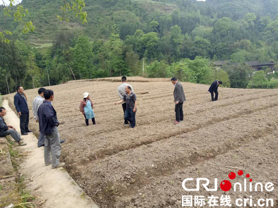 已過審【區縣聯動】【黔江】黔江：特色效益農業助推精準脫貧【區縣聯動】黔江：特色效益農業助推精準脫貧