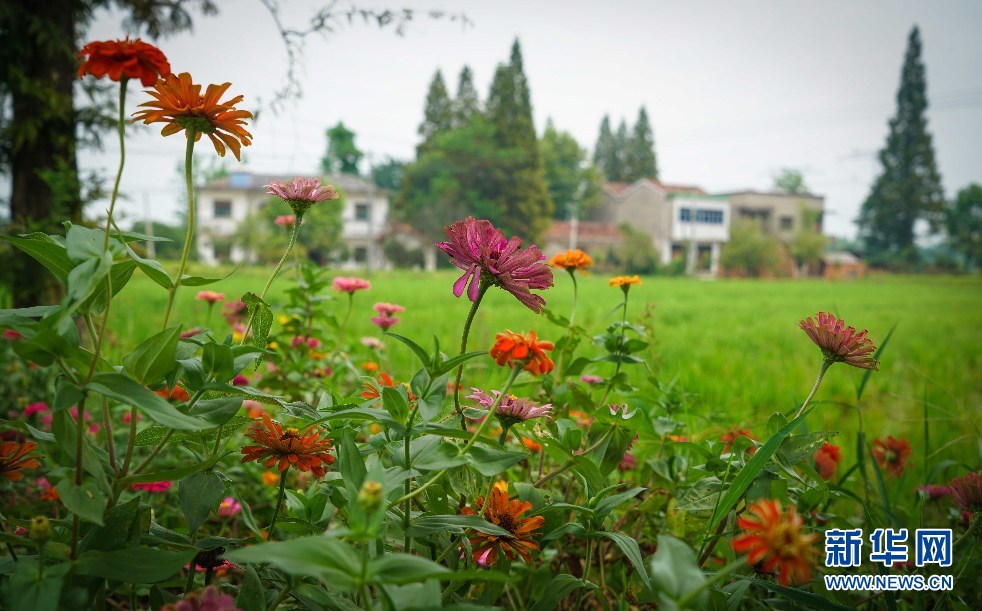 航拍安徽：花团锦簇秋多彩 田园风光景如画