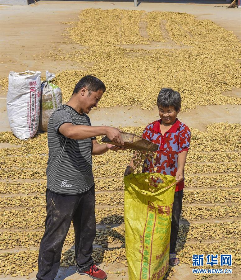 河北深州：小花生鼓起农民“钱袋子”