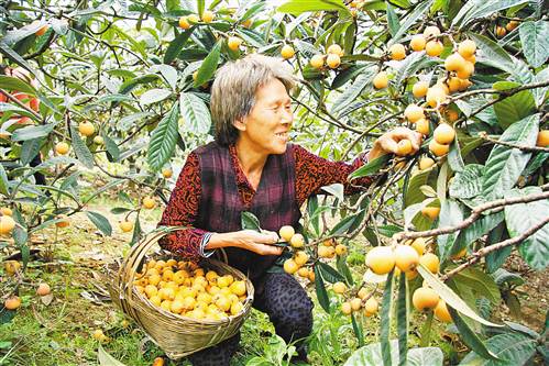 永隆村村民正在收摘枇杷