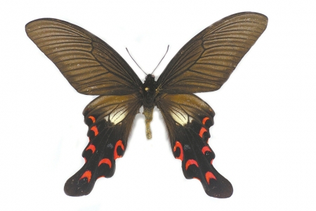 冰河期物种世界级宽尾凤蝶 消失百年重现青城山