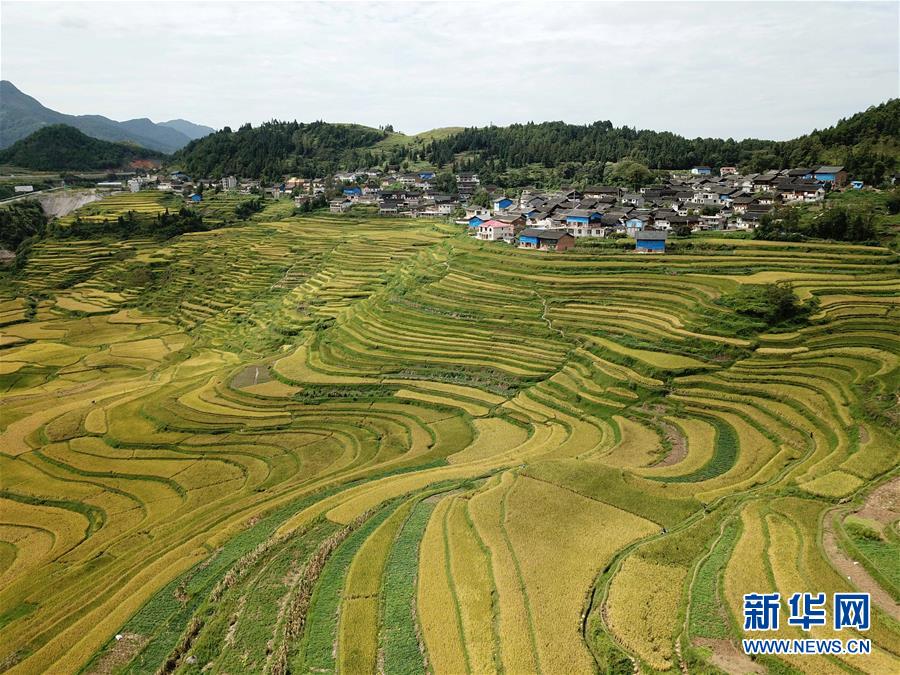 贵州：梯田秋裳