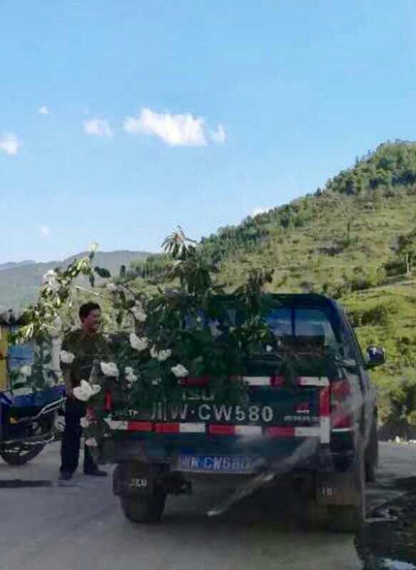 最美杜鹃花海遭“毒手“：3男子开皮卡盗挖野生杜鹃(组图)