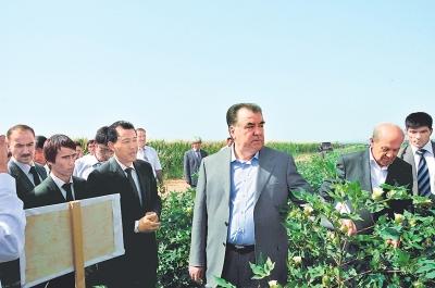 【頭條列表】塔吉克斯坦總統親自命名 河南棉花種子火到“一帶一路”