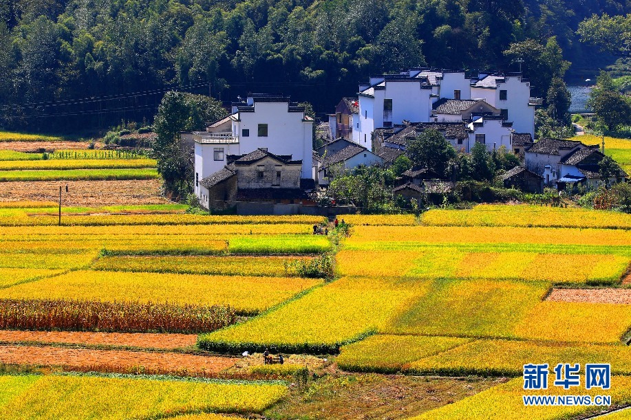 安徽呈村：秋日流金丰收图 稻花飘香伴青山