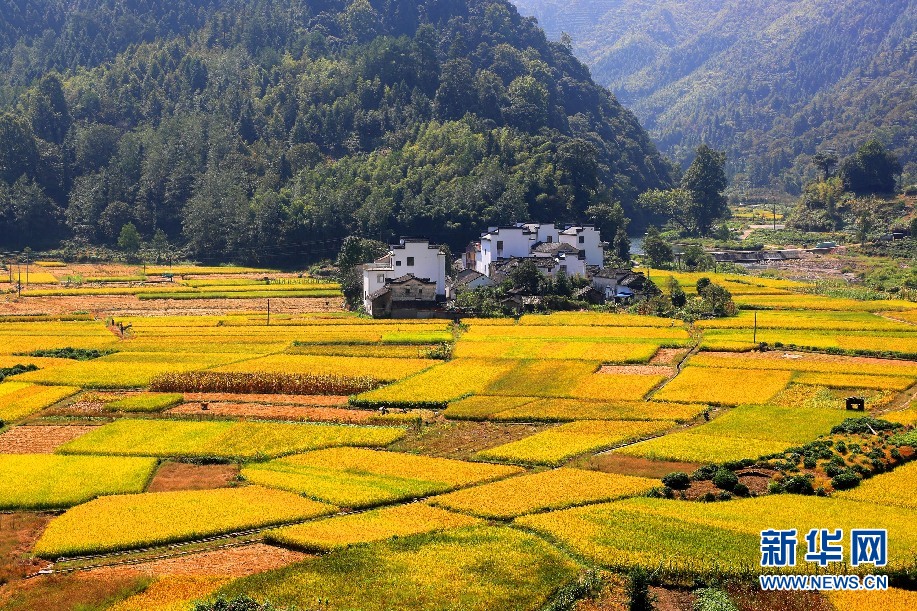 安徽呈村:秋日流金丰收图 稻花飘香伴青山