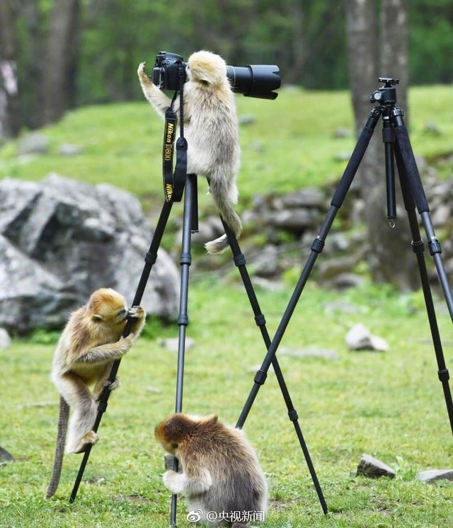 摄影师秦岭采风遇金丝猴"摆弄"器材(组图)