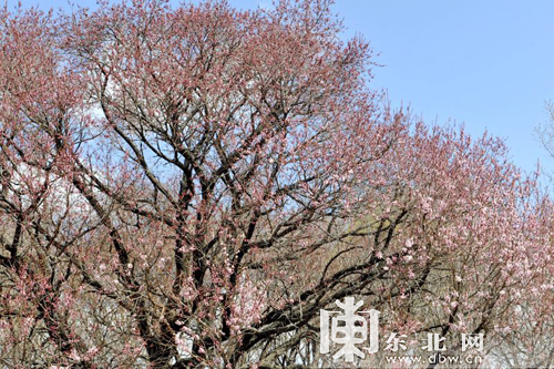 【龙游天下】密山市第六届杏花旅游文化节在兴凯湖畔芬芳开幕
