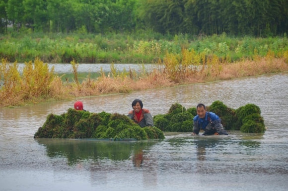 （縣域經濟）水草賣高價 南京高淳村民不種糧食改種"草"