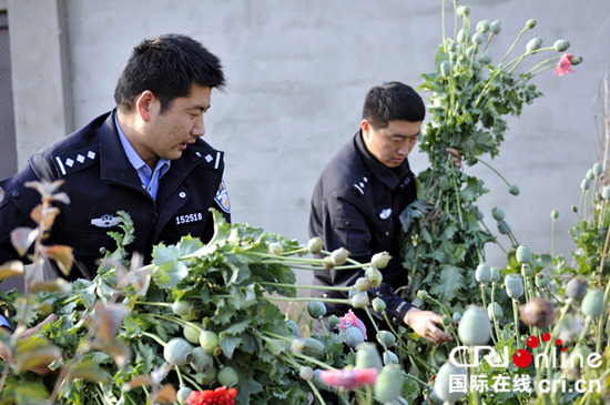 铲除罂粟花消除毒源隐患