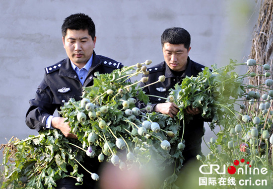 铲除罂粟花消除毒源隐患