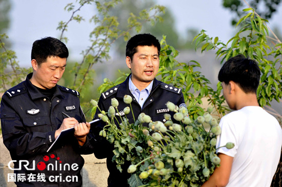 铲除罂粟花消除毒源隐患