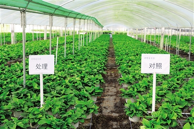 【食品农业】【即时快讯】“东方绿萝”做出高效农业大文章