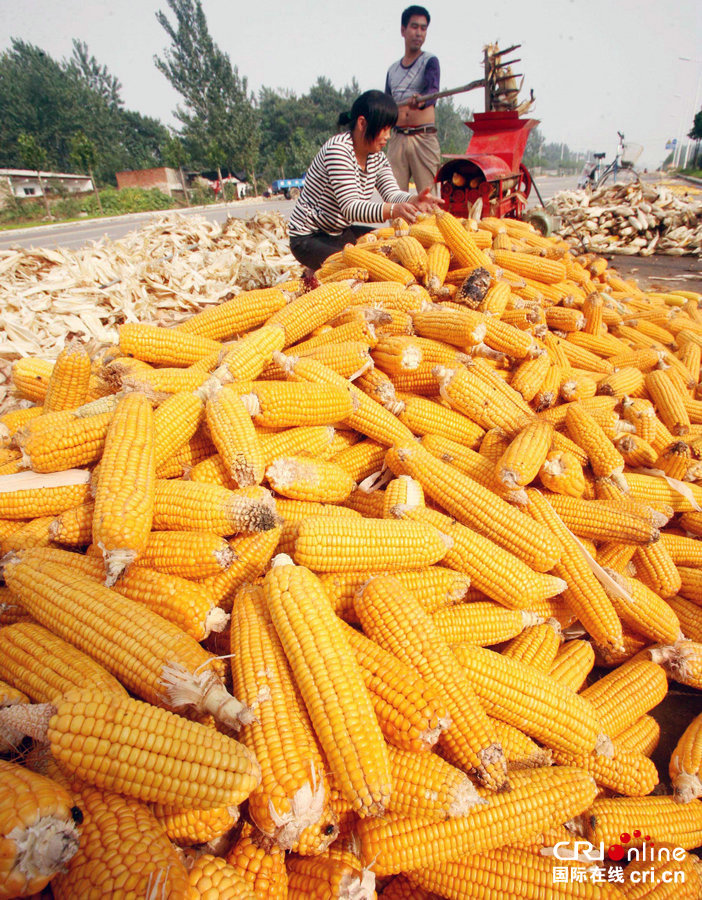 河南宝丰: 玉米丰收时 机收抢种忙