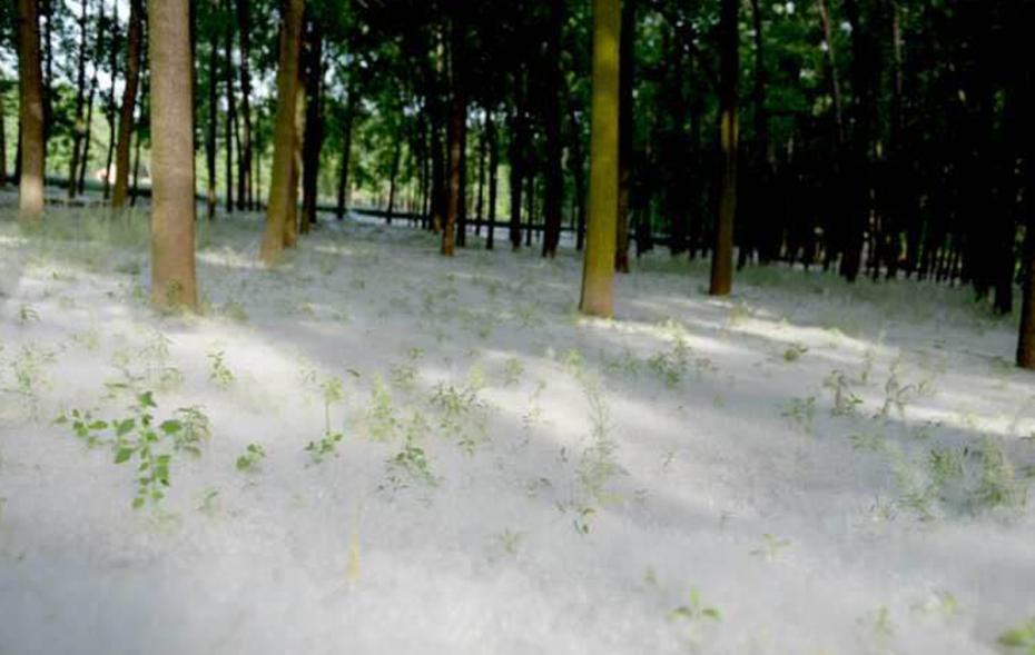 上千棵杨树“开花” 山东菏泽一村庄被杨絮覆盖宛如雪景