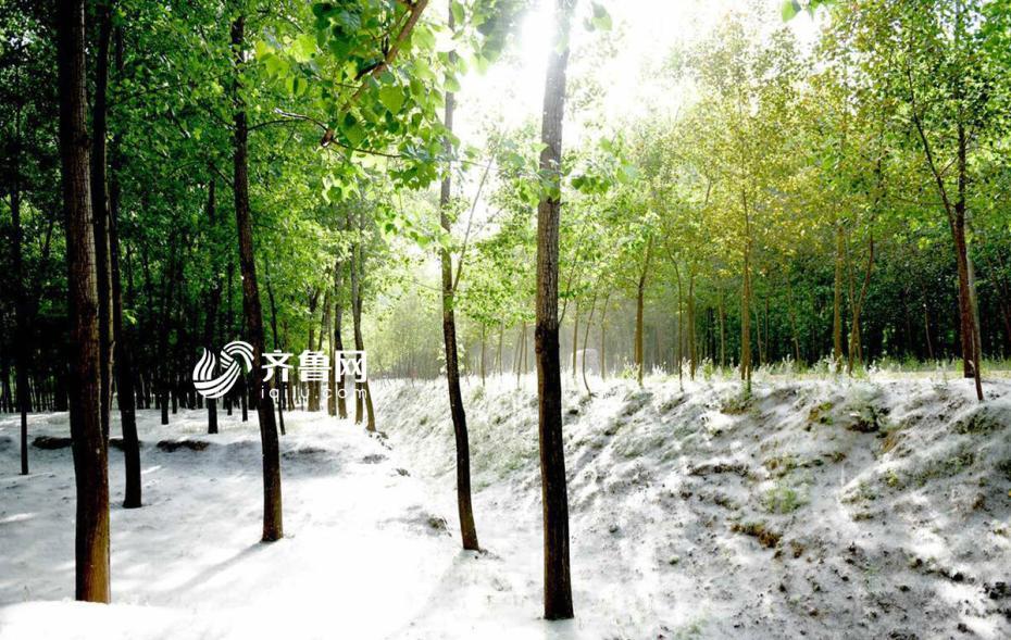 上千棵杨树“开花” 山东菏泽一村庄被杨絮覆盖宛如雪景