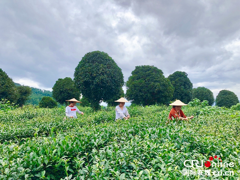 贵州铜仁思南夏秋茶采摘忙（组图）