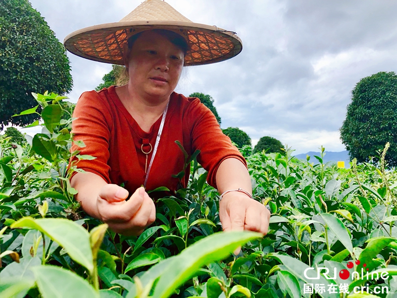 贵州铜仁思南夏秋茶采摘忙（组图）