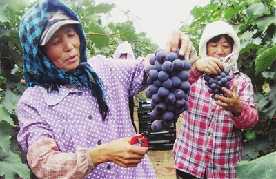 北鎮實施葡萄品牌振興計劃 小葡萄串起90億元産業鏈