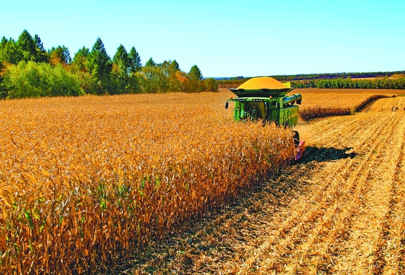 墾區玉米收穫與銷售同步