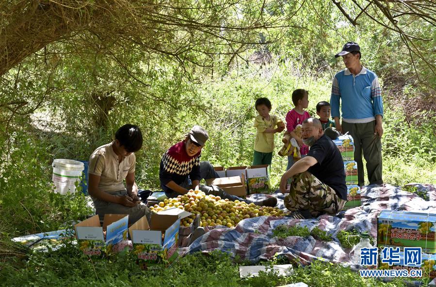 新疆托克遜萬畝杏園迎來豐收季