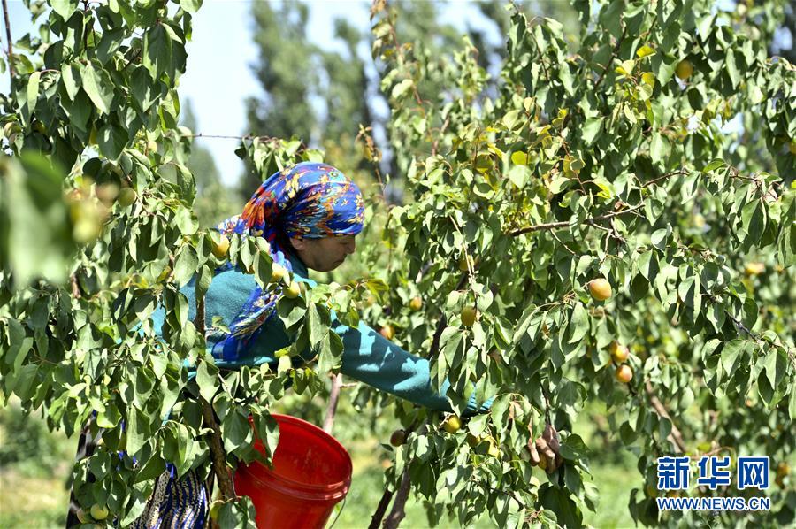 新疆托克遜萬畝杏園迎來豐收季