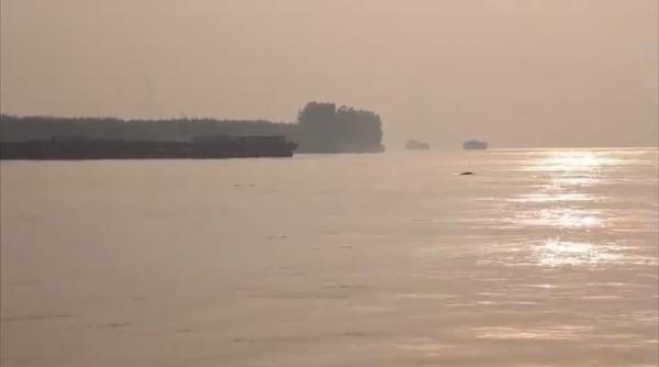 "功能性灭绝"的白鱀豚重现长江?专家:不是本尊