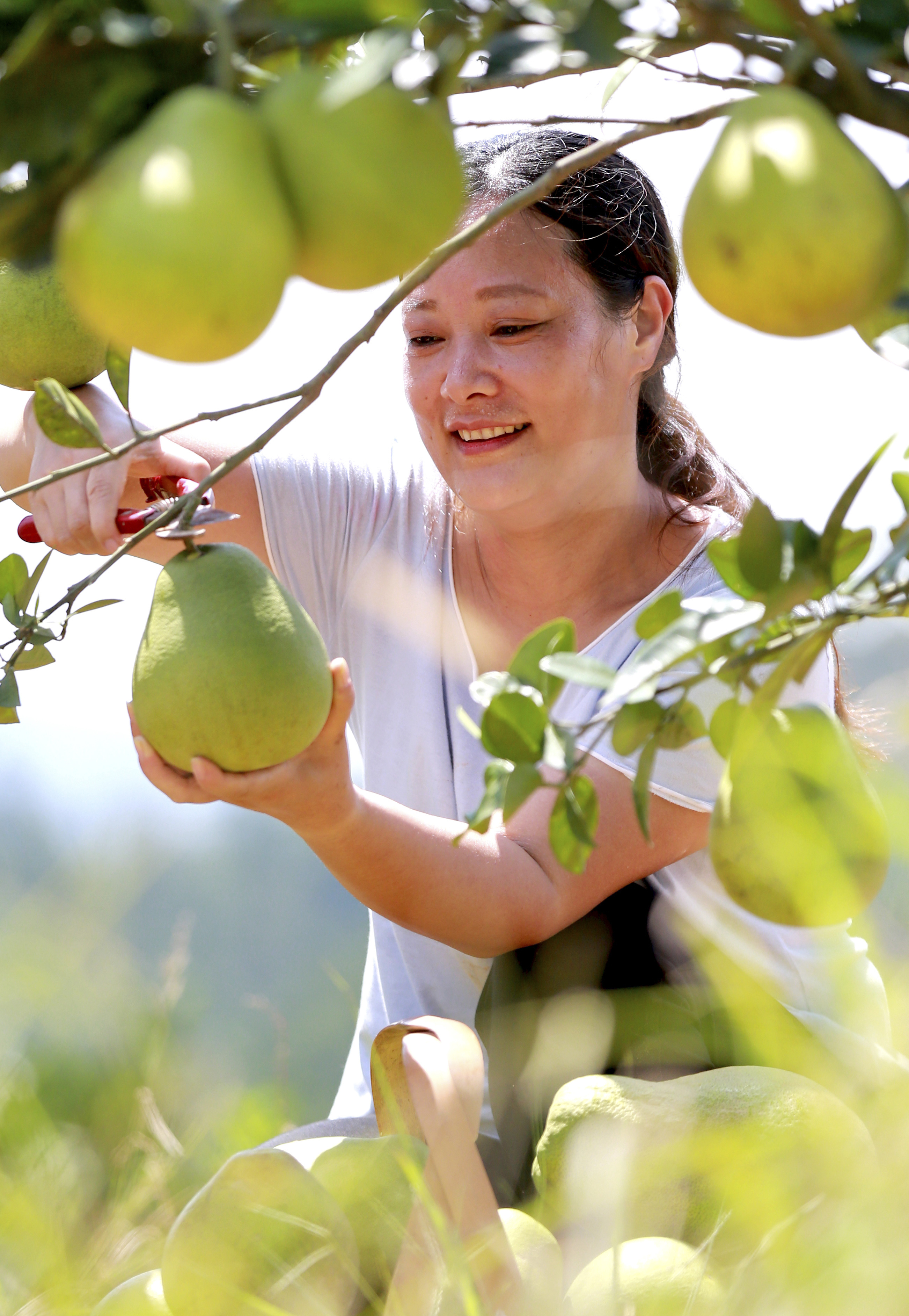 迎丰收晒丰收庆丰收