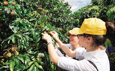 末尾有图【琼岛动态图文列表】【即时快讯】陵水举办首届荔枝电商节