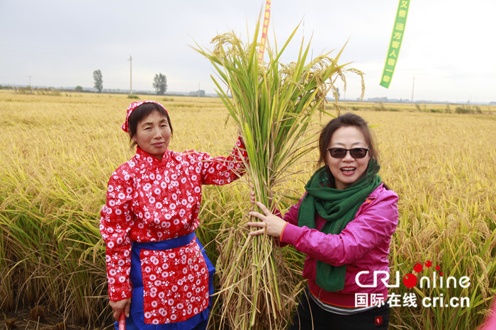 02【吉林】長春市雙陽區平湖稻米首鐮收割 迎“中國農民豐收節”